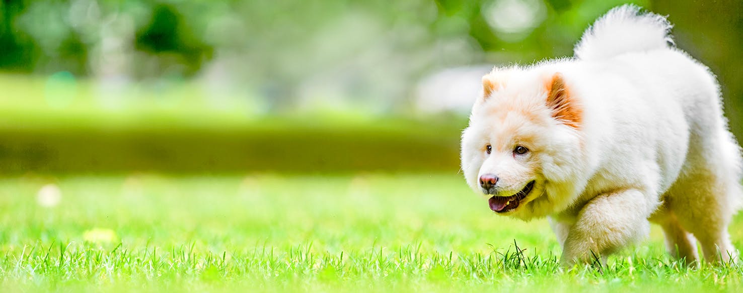 White Fang Inspired Dog Names Popular Male and Female Names Wag!